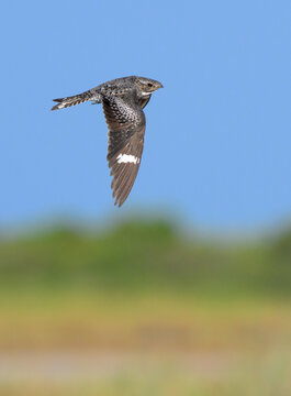 Common Nighthawk (Chordeiles minor) flying over coastal wetland, Galveston, texas, USA.