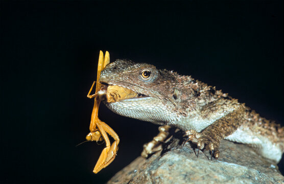 Turkestan rock agama (Paralaudakia lehmanni) eating a mantis, Karakala (Magtymguly) Nature Reserve, Balkan welayat, Turkmenistan
