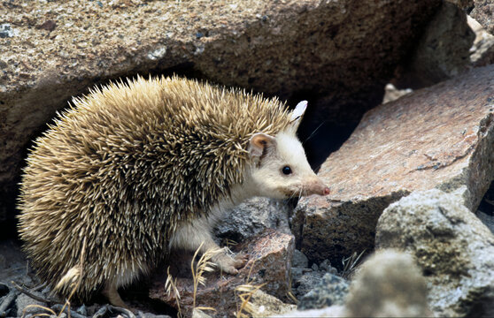  long-eared hedgehog (Hemiechinus auritus) in rocky desert, Khujand province, Tajikistan