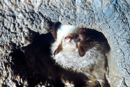 Hilgendorf's or Siberian tube-nosed bat (Murina hilgendorfi), hibernating in a cave, Western Siberia, Russia.