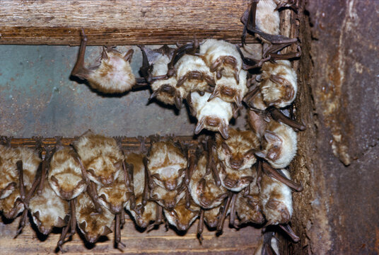 Colony of serotine bats (Cnephaeus [Eptesicus] serotinus) in the the attick, Volgograd Oblast, Russia.