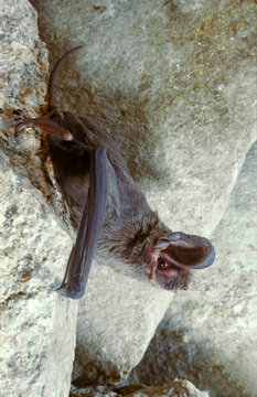 European free-tailed bat (Tadarida teniotis) in rocks, Aravan District, Osh Oblast, Kyrgyzstan.