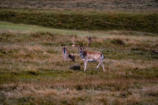 Two fallow deer stand together in a broad heathland landscape