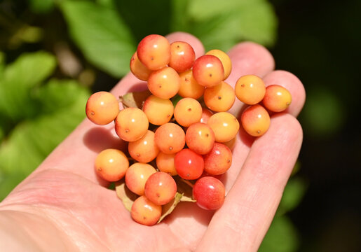 Viburnum opulus  (Guelder rose) berries in hand