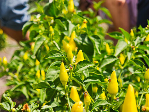 Yellow Chili Pepper Bush Growing on Agricultural Farm Field in Sunshine