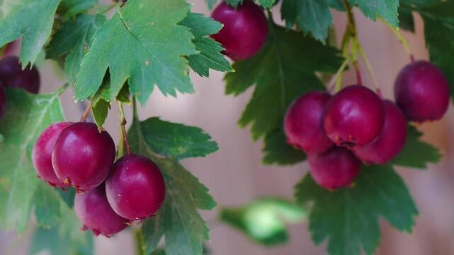 Close-up of ripe red gooseberries growing in clusters on a leafy bush. Fresh green foliage surrounds the glossy red berries, creating a natural summer garden scene with soft background blur.