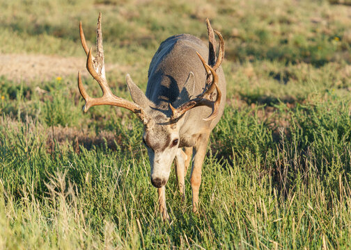 Mule deer buck in morning light shedding antler velvet in a grassy field. Colorado wildlife.