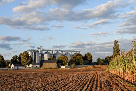 Scenic rural landscape featuring rows of tall green cornstalks bordering freshly plowed field, with modern agricultural grain silos and storage elevators under evening sky in background