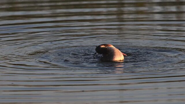 Great crested grebe cleaning in the water, and his young child appears at the end