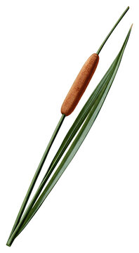 Vintage botanical illustration of a brown cattail seed head with long narrow green leaves and stem, isolated on transparent background.