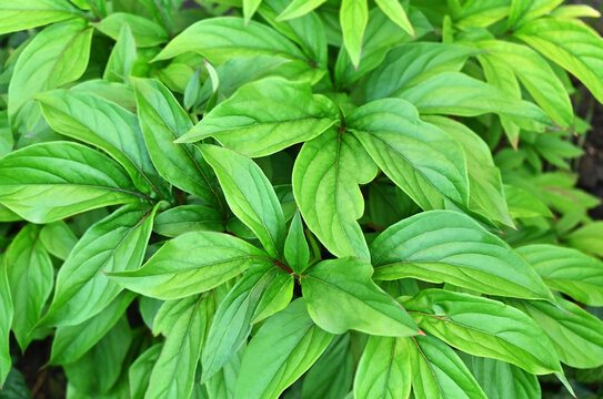 Green foliage of peony (Paeonia)
