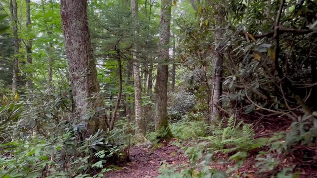 Hiking through the forest on a trail along the Blue Ridge Parkway near Blowing Rock in North Carolina. 