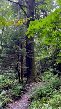 Hiking through the forest on a trail along the Blue Ridge Parkway near Blowing Rock in North Carolina. 
