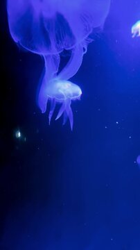 Jellyfish Swimming Underwater &ndash; Marine Life Time-Lapse