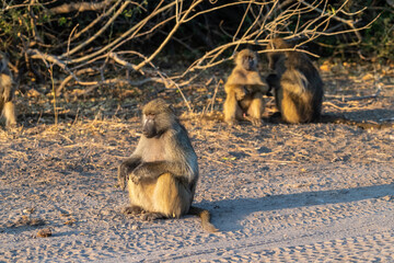 A Chacma Baboon, Papio ursinus, Family resting in the sun in Chobe National Park, Botswana. © Goldilock Project