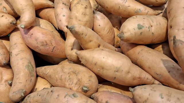 Fresh sweet potatoes batatas stacked together at a grocery market. vegetable market, raw food, healthy ingredients.