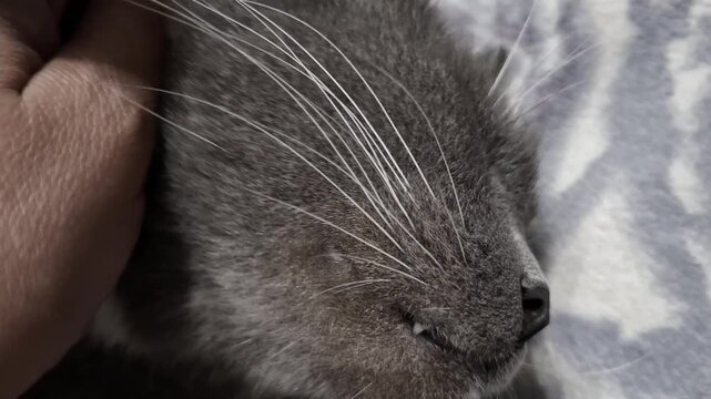 Gray cat muzzle in closeup. Domestic pet portrait, soft fur, whiskers detail, calm animal, home companion. Woman hand petting cute grey cat on soft blanket. Kitty owner, relaxing time, cozy lifestyle