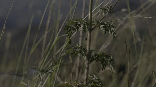 Hierba verde que se mueve con el viento