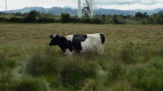 vaca lechera de perfil en el campo