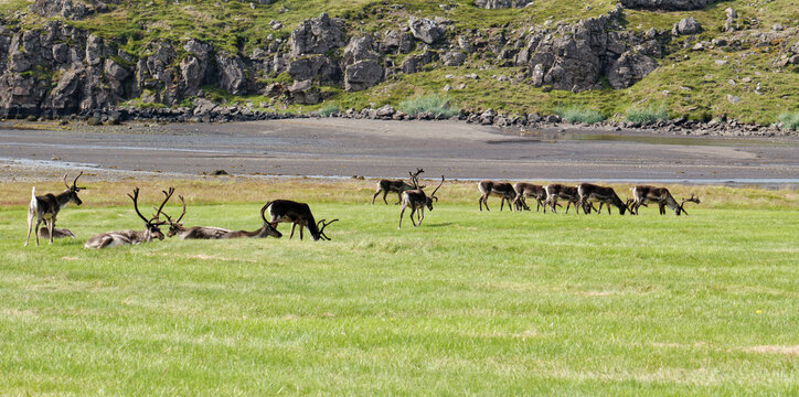 Reindeer in the Eastfjords