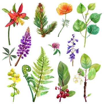 Hand-painted watercolor botanical clipart set with summer flowers. Floral elements for cards, invitations, branding, packaging
