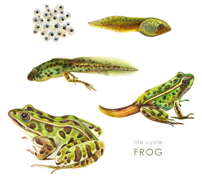 Realistic hand-painted watercolor frog life cycle illustration from eggs and tadpole through different developmental stages to adult frog, scientific amphibian development diagram