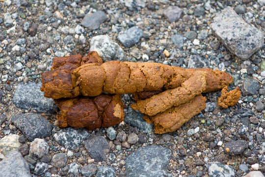 Dog shit on the floor