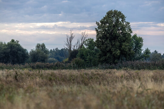 Tranquil early morning view along the Danube bike path in Lower Bavaria with trees, wild fields, and a cloudy sky.