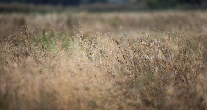 Autumn Grass Field Landscape Banner with Copy Space for Template Background
