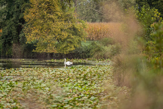 White Swan Swimming in a Natural Fish Pond Covered with Water Lilies surrounded by Trees