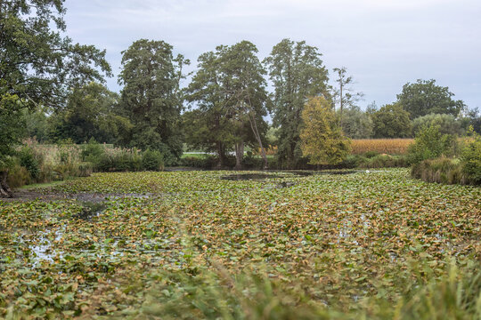 Natural Pond Covered with Water Lilies and White Swan Swimming in Distance surrounded by Trees