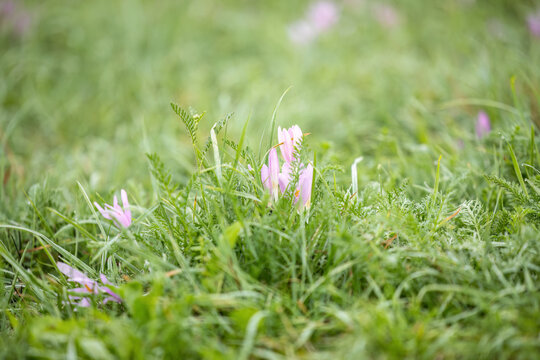 Close-up of pink autumn crocus (Colchicum autumnale) flowers blooming in a natural wild green meadow during fall.