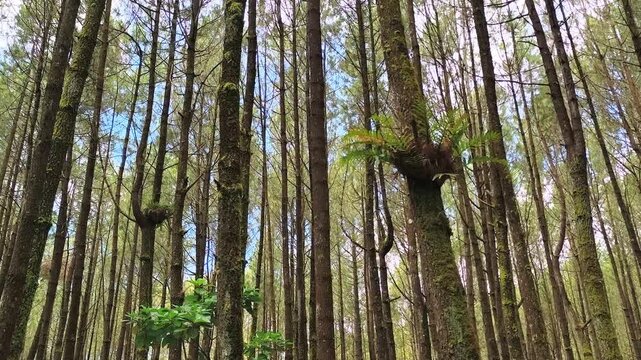 Lush green epiphytic basket fern growing on a tall pine tree trunk inside a dense woodland forest surrounded by tall straight tree trunks under bright sunny sky in natural tropical wilderness