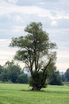 Scenic view of strikingly shaped trees growing along the Danube floodplains in Lower Bavaria under a cloudy morning sky.