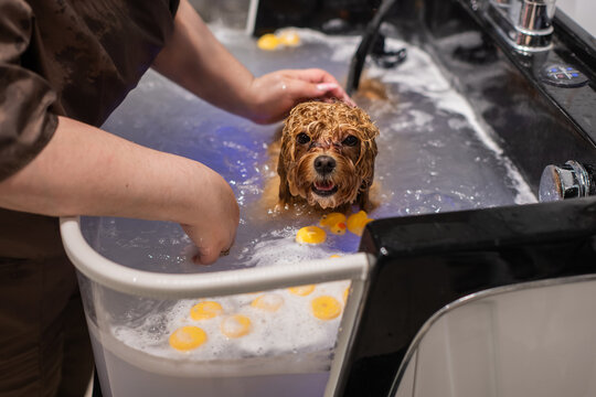 A cute poodle takes a bath in a grooming salon.