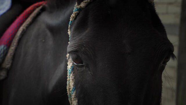 ojo de caballo