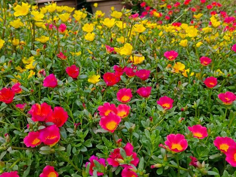Vibrant red, yellow and pink Portulaca grandiflora flowers blooming in a natural garden soil setting.