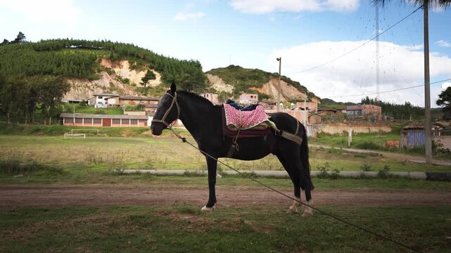 caballo comiendo pasto