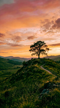 Solitude and Peaceful Landscape at Sunset Single Tree on a Hill with Vibrant Sky