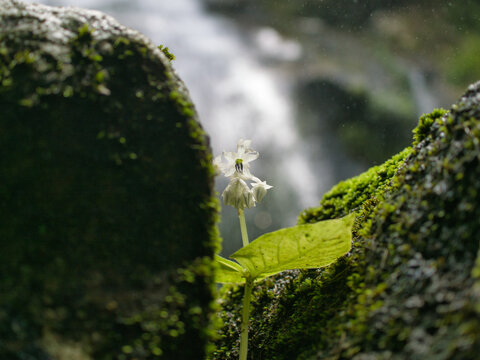 Megalobotrya malayana and vibrant green moss lichen are blanketed in waterfall mist; these small green plants form a dense carpet over the ground and rocks with water droplets clinging to their tips a