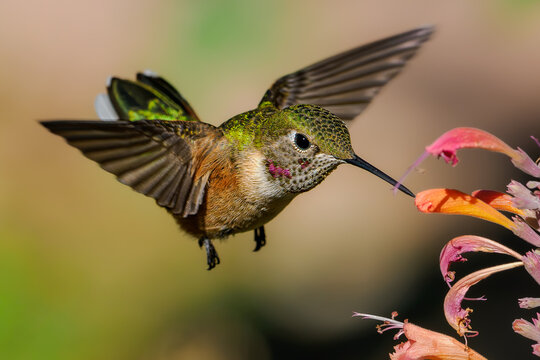 Broad-tailed hummingbird hovering and feeding on hyssop flowers in Colorado