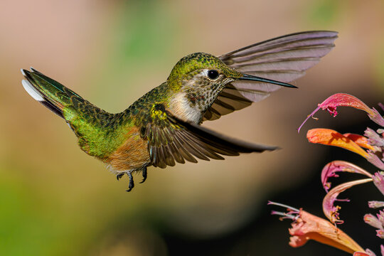 Broad-tailed hummingbird hovering and feeding on hyssop flowers in Colorado