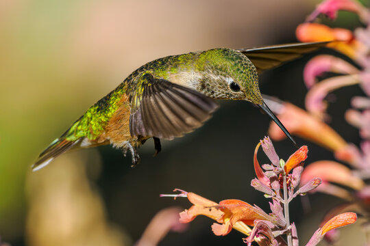 Broad-tailed hummingbird hovering and feeding on hyssop flowers in Colorado