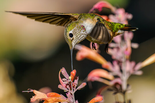 Broad-tailed hummingbird hovering and feeding on hyssop flowers in Colorado