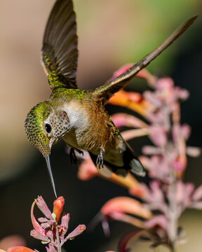 Broad-tailed hummingbird hovering and feeding on hyssop flowers in Colorado