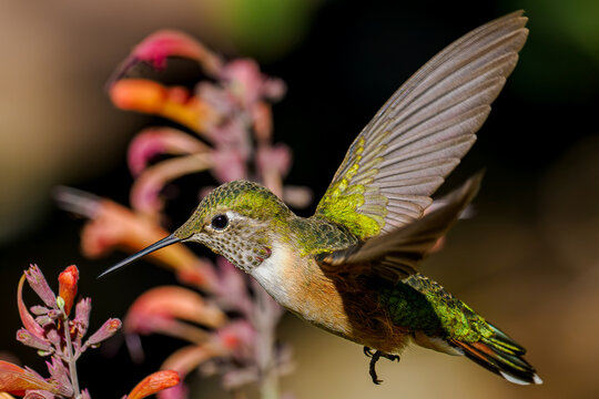 Broad-tailed hummingbird hovering and feeding on hyssop flowers in Colorado