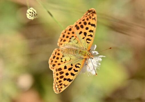Queen of Spain fritillary (Issoria lathonia) butterfly