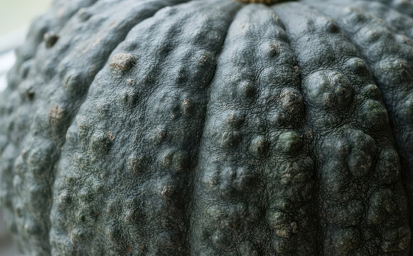 Close up of a bumpy dark green winter squash texture background showcasing unique organic shapes and agricultural details for natural food designs