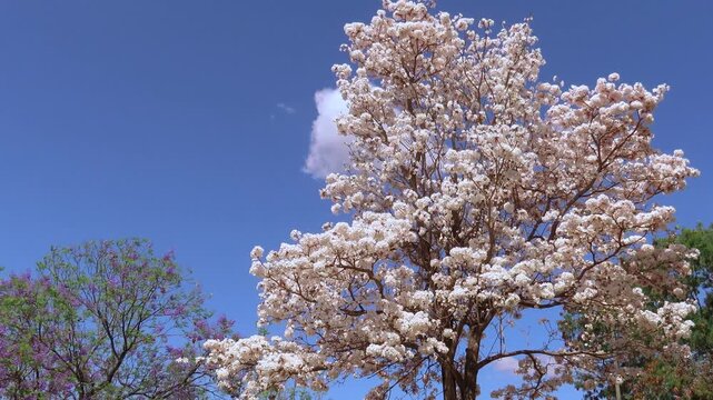 Static shot of a blooming white ip&ecirc; tree swaying in the breeze under a blue sky in Bras&iacute;lia.
