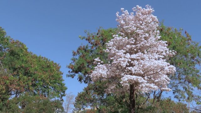 Slow zoom in on a white ip&ecirc; tree in full bloom, swaying gently against a clear blue sky.